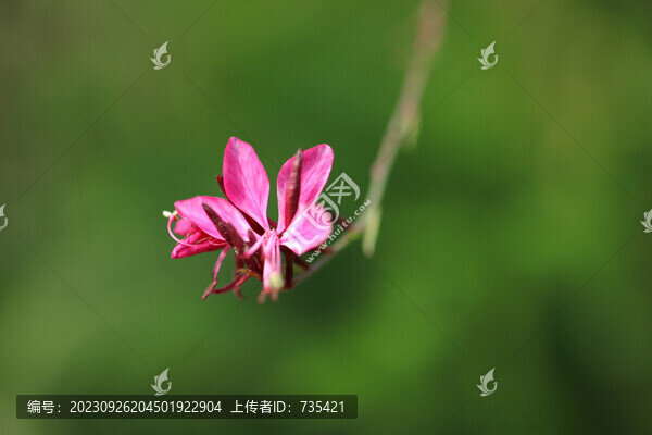 山桃草花