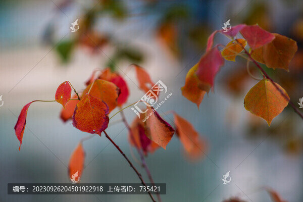 紅葉秋色