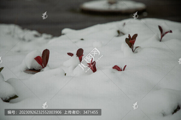 常熟冬雪