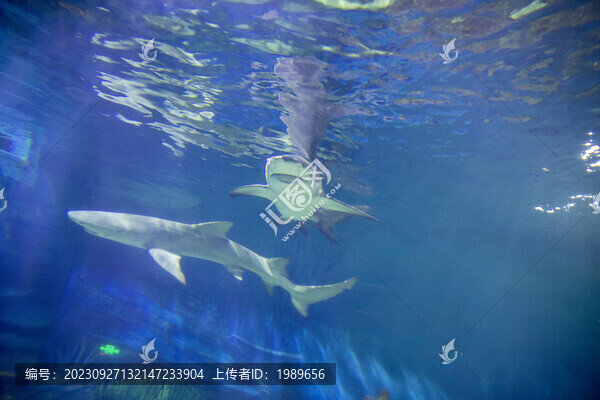 鯊魚