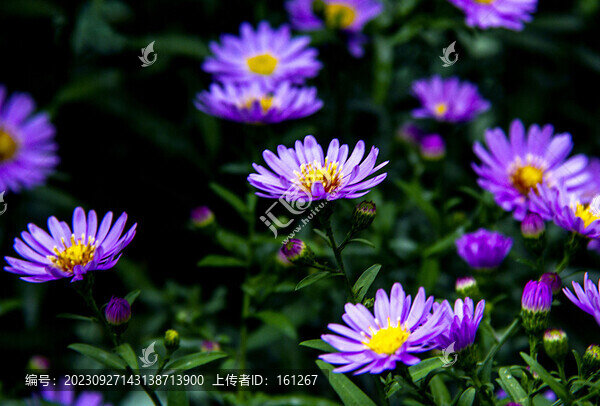 紫菀花開