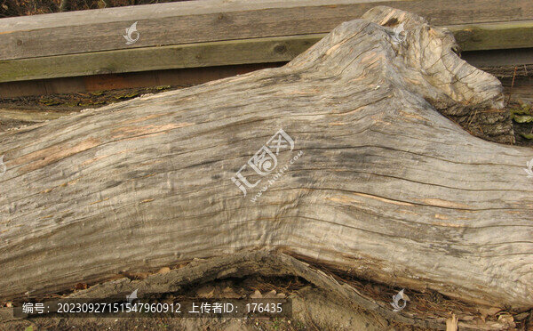 樹干
