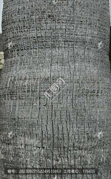 棕櫚樹(shù)樹(shù)皮