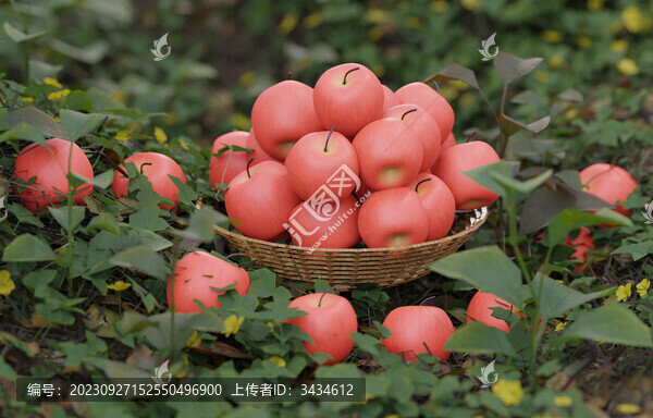 蘋(píng)果豐收蘋(píng)果園