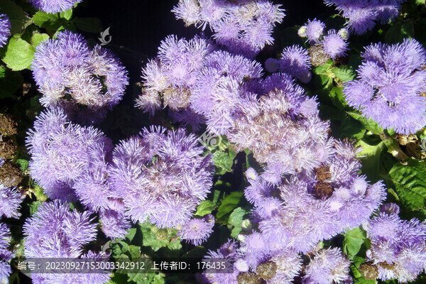鮮花