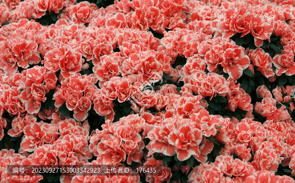 美麗鮮花