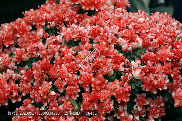 鮮花背景