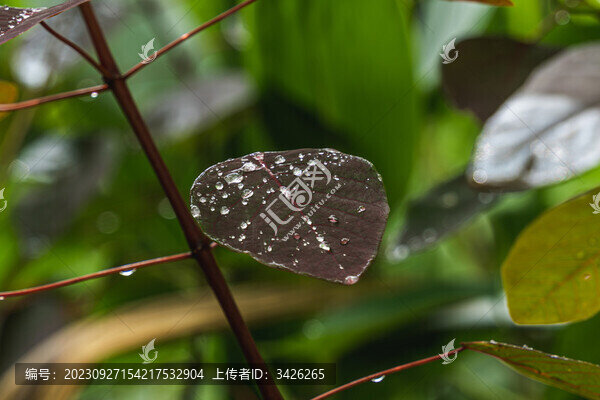 陽(yáng)光下的綠葉