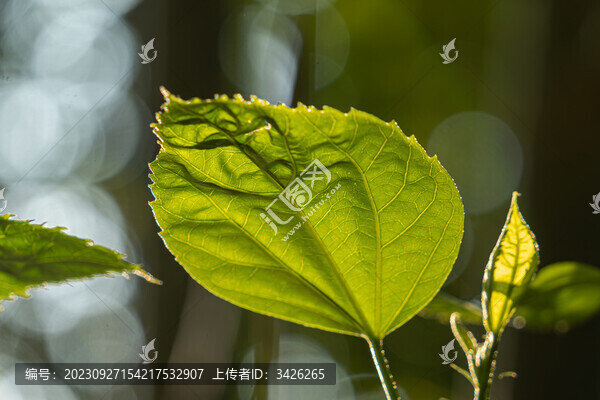 陽(yáng)光下的綠葉