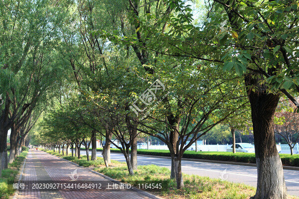 道路綠化