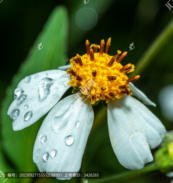 鬼針草花上的雨滴
