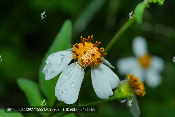 鬼針草花上的雨滴