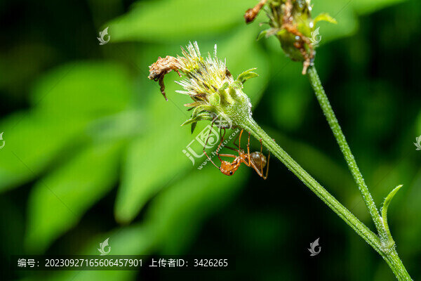 螞蟻和蚜蟲(chóng)之間的共生