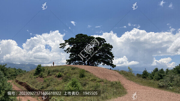 大樹