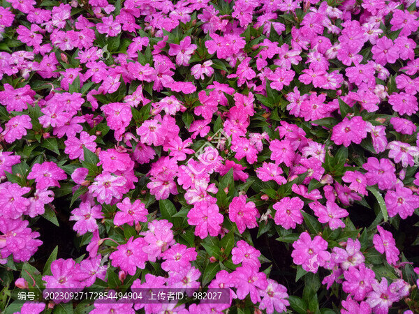 裝飾花卉