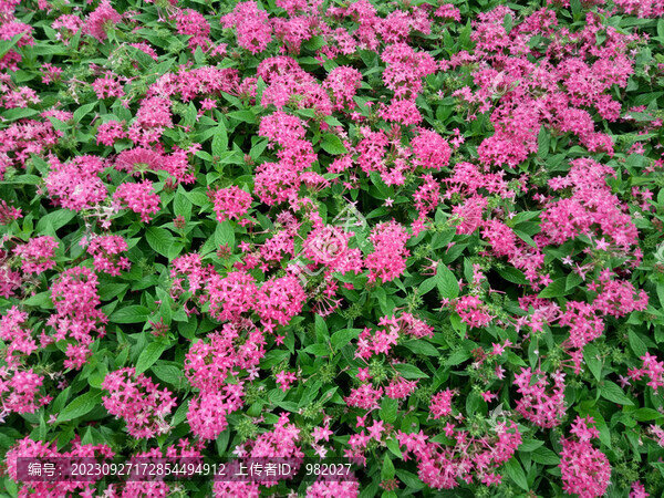 裝飾花卉