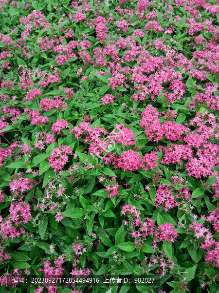 路邊小花