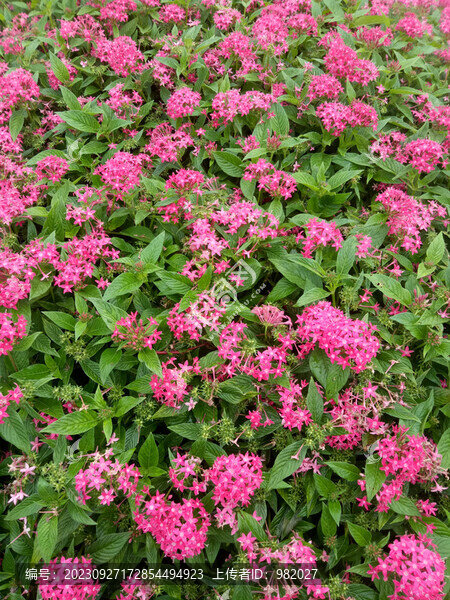 裝飾花卉