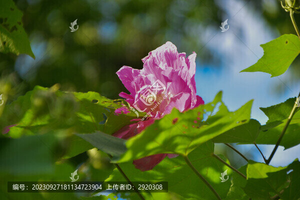 木芙蓉