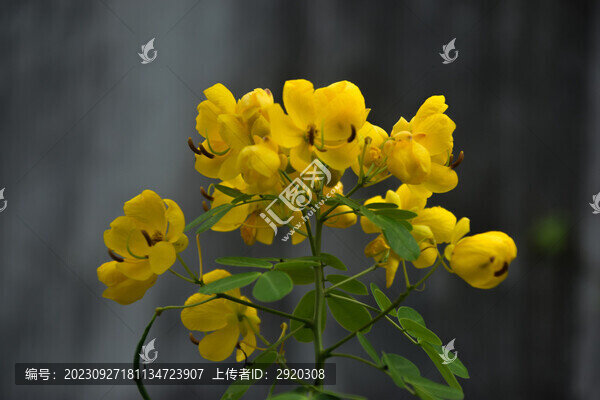 黃槐決明