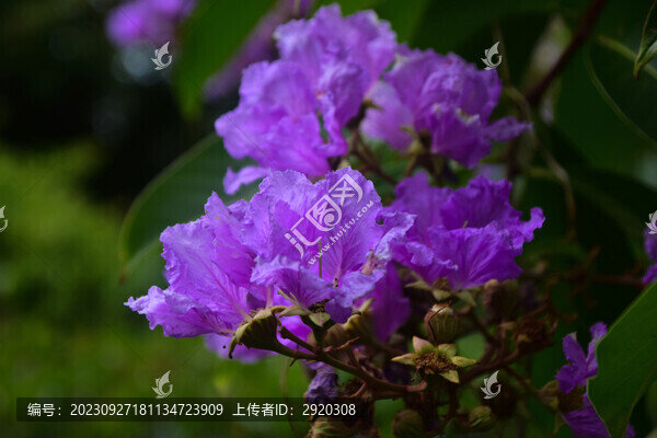 大花紫薇