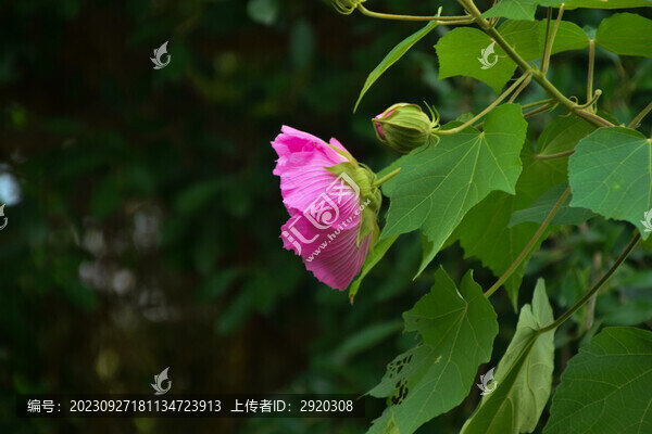 木芙蓉