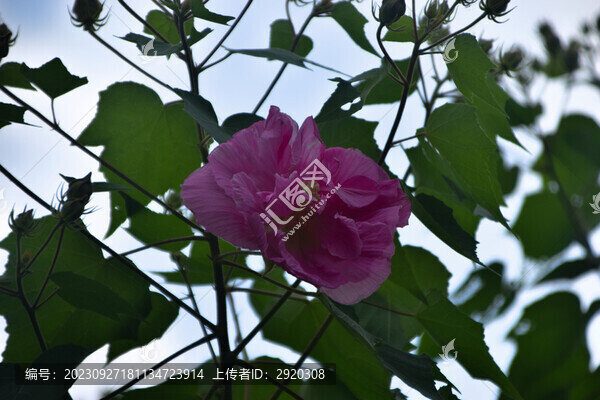 木芙蓉