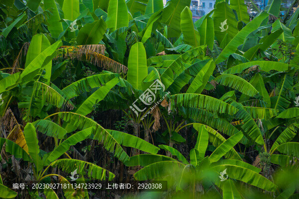 芭蕉林