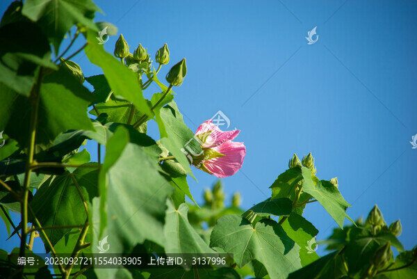 木芙蓉