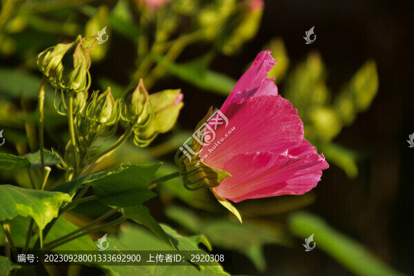 木芙蓉