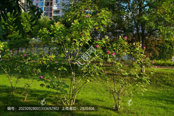 木芙蓉