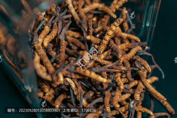野生冬蟲(chóng)夏草特寫(xiě)