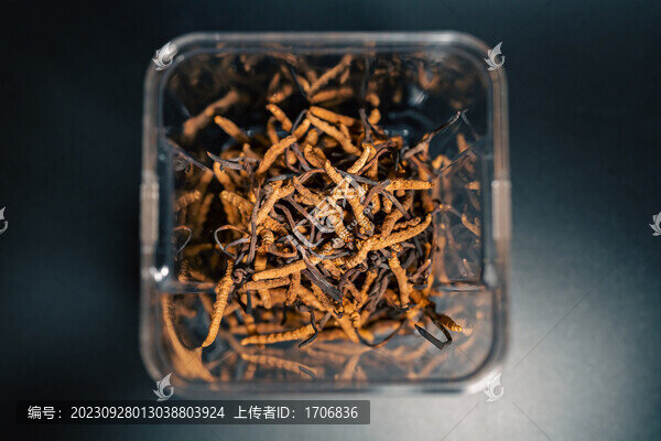 野生冬蟲夏草