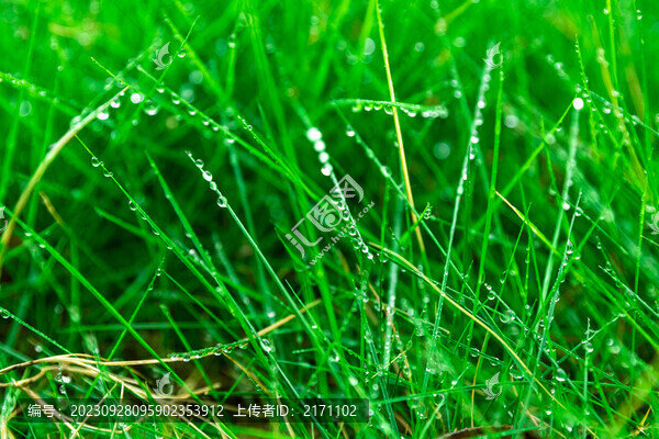 青草露珠
