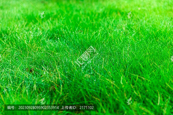青草露珠