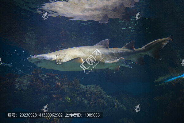 海底鯊魚