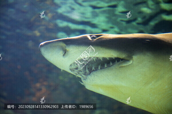 海底鯊魚