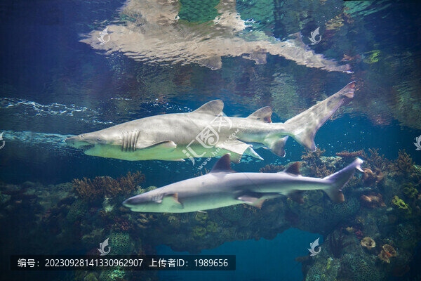 海底鯊魚