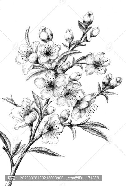 桃花鋼筆畫