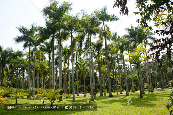 熱帶植物林