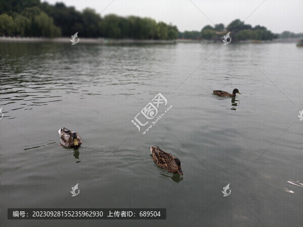 鴨子水景觀