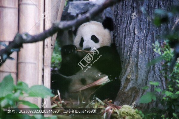 聞竹子的熊貓