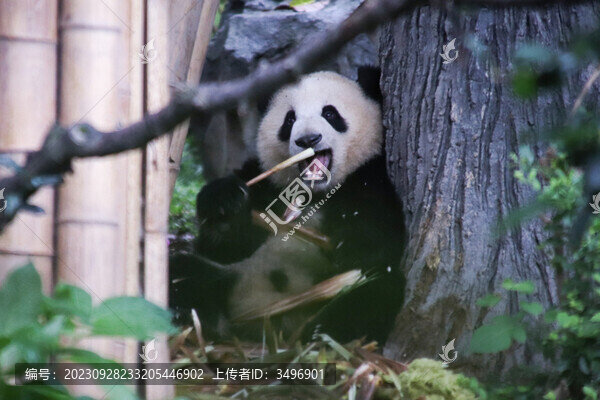 吃竹子的熊貓