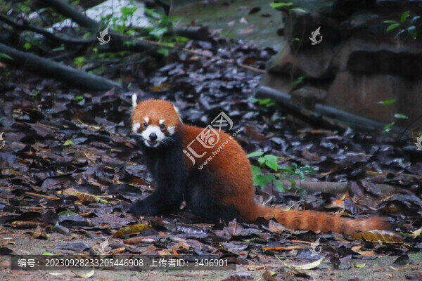 小熊貓