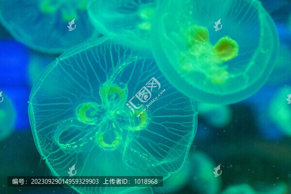 海洋世界