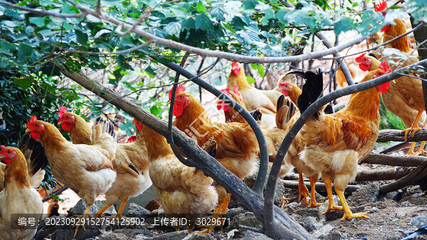 農(nóng)家土雞