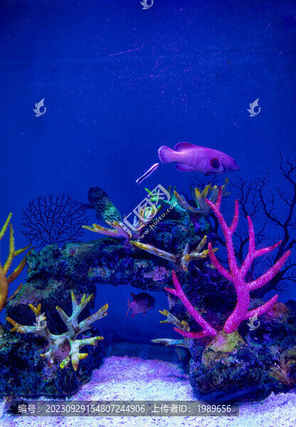 海底珊瑚