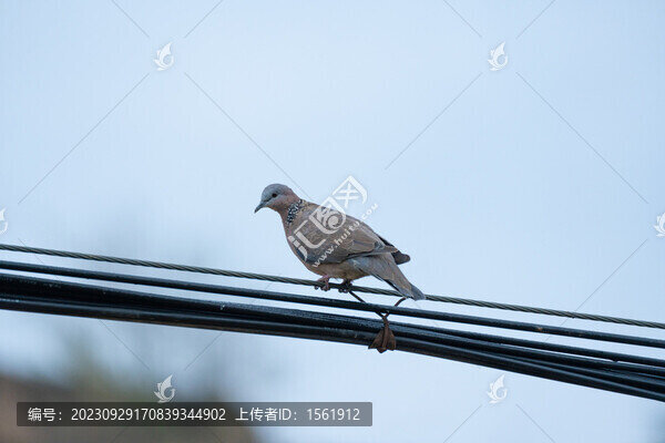 斑鳩