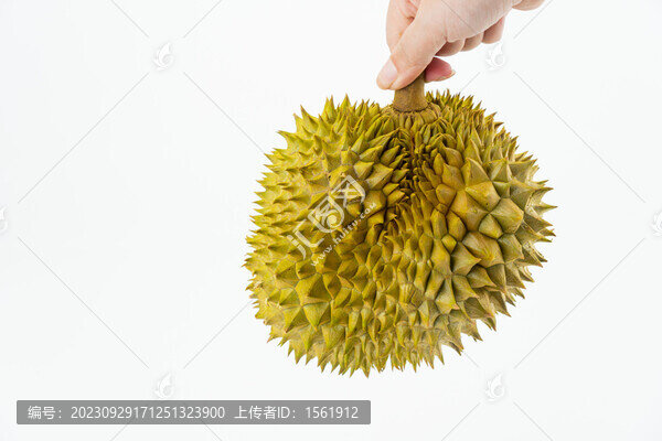 榴蓮