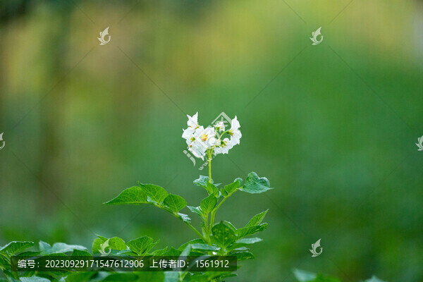洋芋花